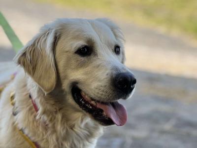 Exceptional IKC Registered(pending) Golden Retriever puppies in Kildare