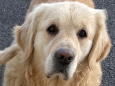 Exceptional IKC Registered(pending) Golden Retriever puppies in Kildare