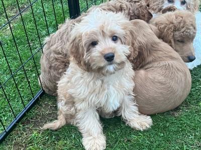Male Cavapoo puppy for sale in Meath