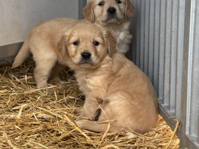 5 IKC Registered gorgeous Golden Retriever puppies in Kildare