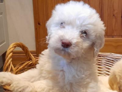 Goldendoodle puppies in Leitrim