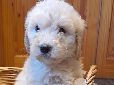 Goldendoodle puppies in Leitrim
