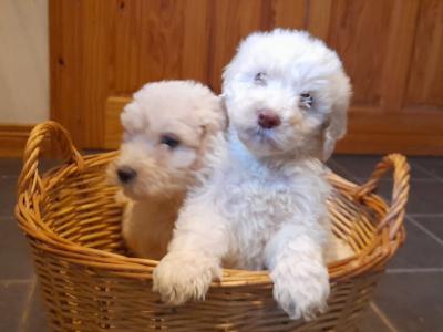 Goldendoodle puppies in Leitrim