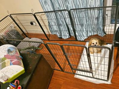 Male Shih Tzu puppy 6 months old in Dublin