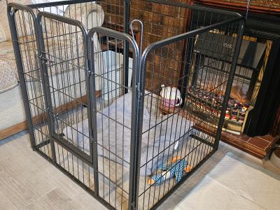 Male Shih Tzu puppy 6 months old in Dublin