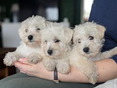 Westiepoo puppies in Kerry