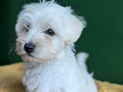 Westiepoo puppies in Kerry