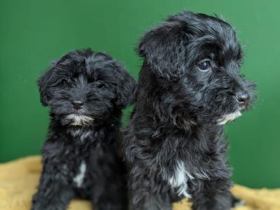 Westiepoo puppies in Kerry
