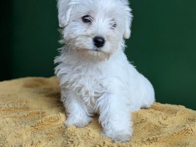 Westiepoo puppies in Kerry