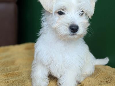 Westiepoo puppies in Kerry