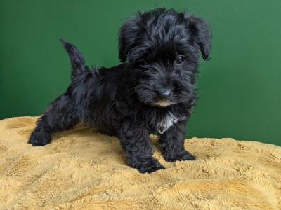Westiepoo puppies in Kerry