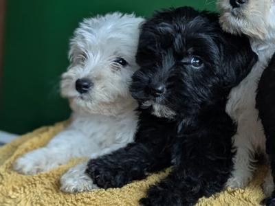 Westiepoo puppies in Kerry