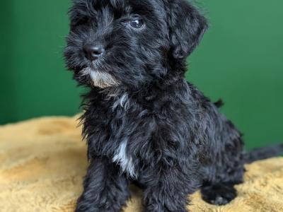 Westiepoo puppies in Kerry
