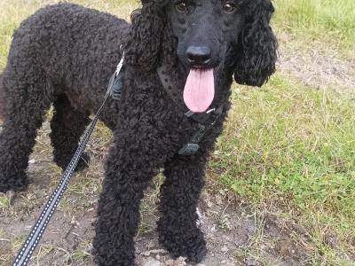 Westiepoo puppies in Kerry
