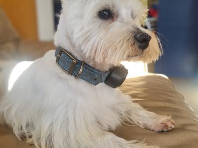 Westiepoo puppies in Kerry
