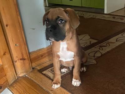 1 left !!   IKC Registered Boxer male puppy.