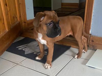 1 left !!   IKC Registered Boxer male puppy in Offaly