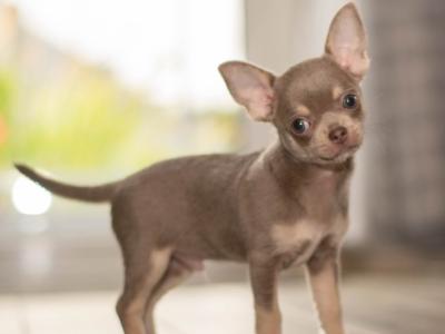 IKC Registered (Pending) male Lilac Chihuahua puppy in Westmeath