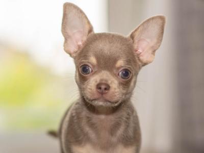IKC Registered (Pending) male Lilac Chihuahua puppy in Westmeath