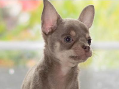 IKC Registered (Pending) male Lilac Chihuahua puppy in Westmeath