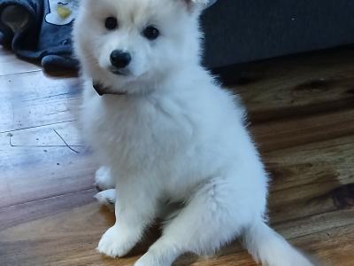 Japanese Spitz puppies in Roscommon