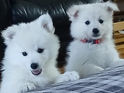 Japanese Spitz puppies in Roscommon