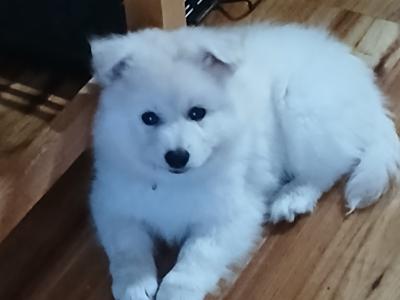 Japanese Spitz puppies in Roscommon