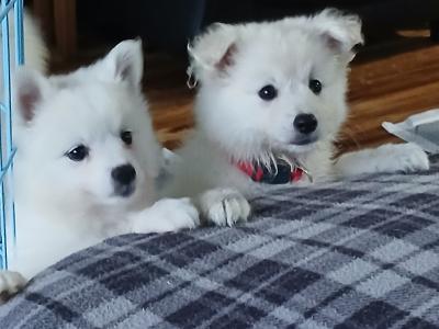 Japanese Spitz puppies in Roscommon