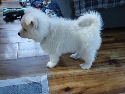 Japanese Spitz puppies in Roscommon