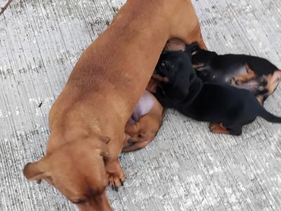 Miniature Dachshund puppies in Monaghan