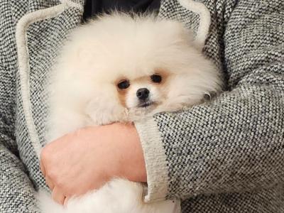 IKC Registered Tiny Magic Polar bear Pomeranian puppies in Laois  🐻‍❄️