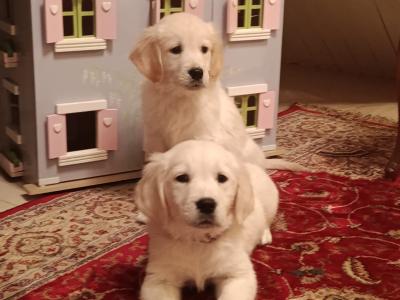 IKC Registered Golden Retriever puppies in Tipperary
