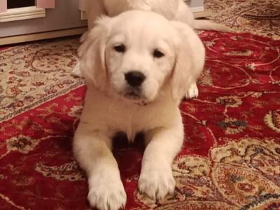 IKC Registered Golden Retriever puppies in Tipperary
