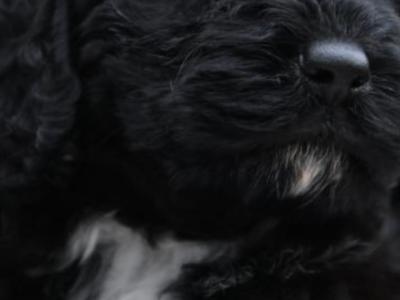 Female Cockapoo puppy in Wicklow
