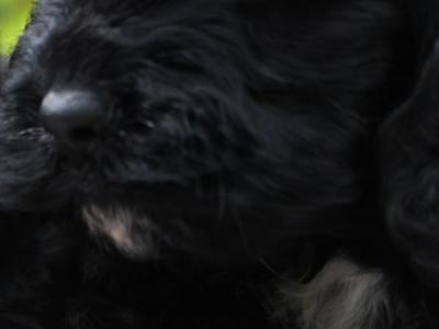 Female Cockapoo puppy in Wicklow