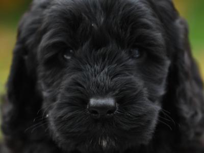 Female Cockapoo puppy in Wicklow