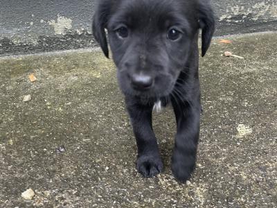 Healthy, Strong Border Collie x Cocker Spaniel puppies – One-off Litter, Loving home