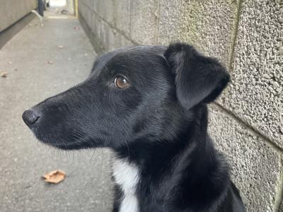 Healthy, Strong Border Collie x Cocker Spaniel puppies – One-off Litter, Loving home