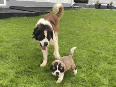 IKC Registered Rocky the St. Bernard 🥊🔥 in Tipperary