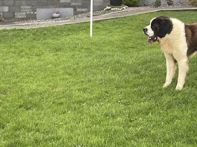 IKC Registered Rocky the St. Bernard 🥊🔥 in Tipperary
