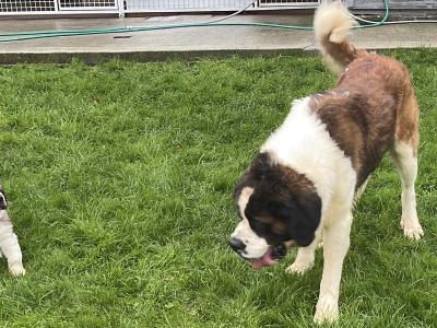IKC Registered Rocky the St. Bernard 🥊🔥 in Tipperary