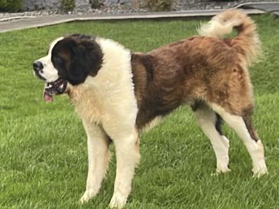 IKC Registered Rocky the St. Bernard 🥊🔥 in Tipperary