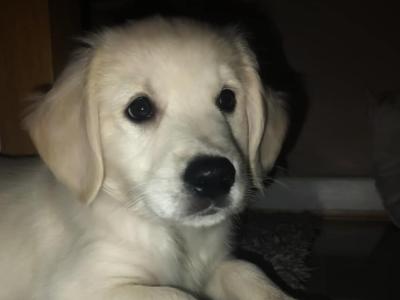 Golden Retriever puppy(with all essentials)