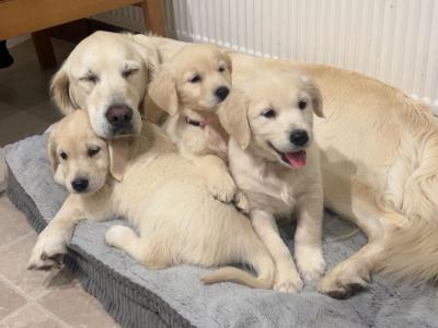 Golden Retriever puppy(with all essentials)