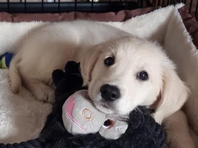 Golden Retriever puppy(with all essentials)