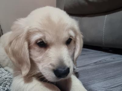 Golden Retriever puppy(with all essentials)