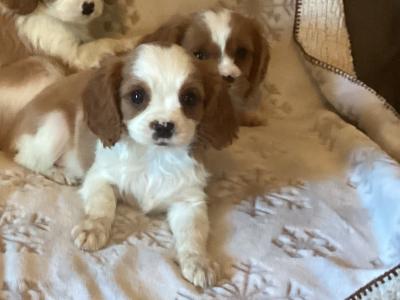 Purebred Cavalier King Charles puppies in Wicklow. No murmurs, vet checked