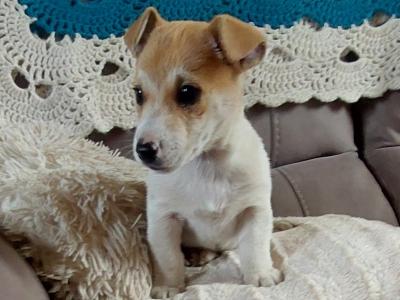 Jack Russell puppies in Sligo