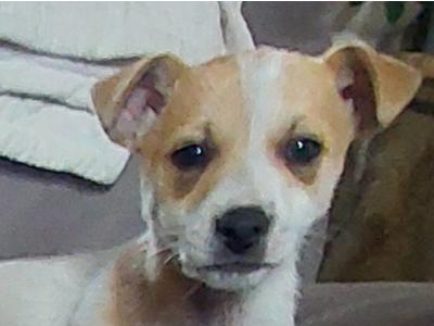 Jack Russell puppies in Sligo