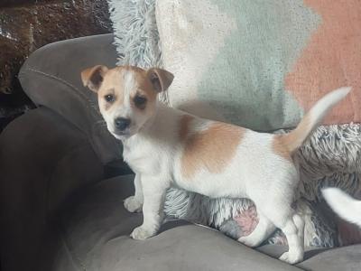 Jack Russell puppies in Sligo